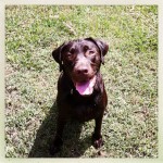 Bailey the Dog